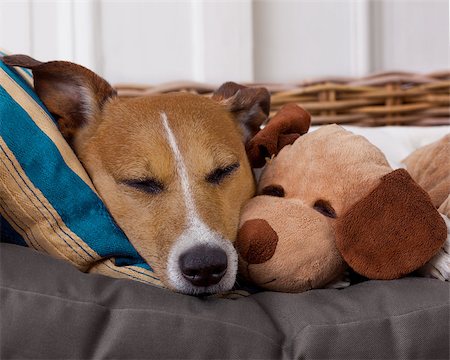 simsearch:400-08159205,k - jack russell terrier dog resting  having  a siesta  on his bed with his teddy bear,   tired and sleepy Stock Photo - Budget Royalty-Free & Subscription, Code: 400-08693252