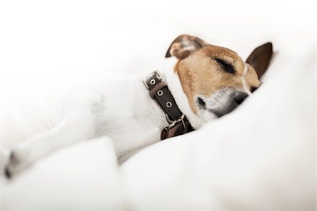 simsearch:400-08159205,k - jack russell terrier dog  in bed , having a siesta and relaxing or sleeping and dreaming in bedroom Stock Photo - Budget Royalty-Free & Subscription, Code: 400-08693284