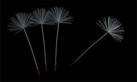 four white dandelion fluff on black background Stock Photo - Budget Royalty-Free & Subscription, Code: 400-08693358