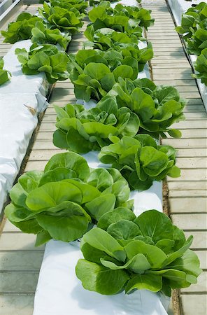 Hydroponic Cultivation of Green Lettuce Foto de stock - Royalty-Free Super Valor e Assinatura, Número: 400-08693368