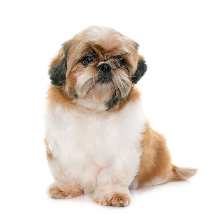 shiatsu - shih tzu in front of white background Stockbilder - Microstock & Abonnement, Bildnummer: 400-08693579