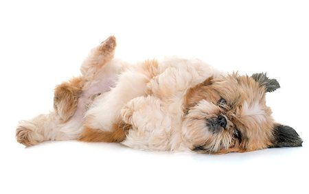 shiatsu - shih tzu in front of white background Stockbilder - Microstock & Abonnement, Bildnummer: 400-08693581