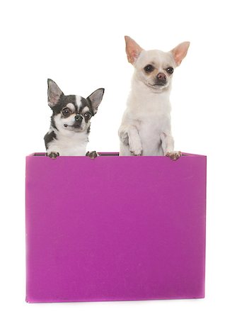 purebred chihuahuas in box  in front of white background Stock Photo - Budget Royalty-Free & Subscription, Code: 400-08693609