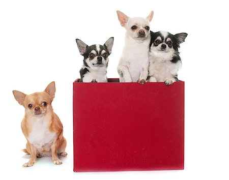 purebred chihuahuas in box  in front of white background Stock Photo - Budget Royalty-Free & Subscription, Code: 400-08693610