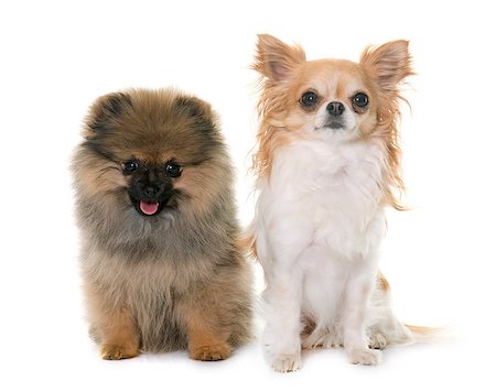 simsearch:400-08693607,k - puppy pomeranian spitz and chihuahua in front of white background Foto de stock - Super Valor sin royalties y Suscripción, Código: 400-08693626