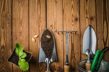 shovel in dirt - Still-life with sprouts and the garden tool, the top view Stock Photo - Budget Royalty-Free & Subscription, Code: 400-08693795