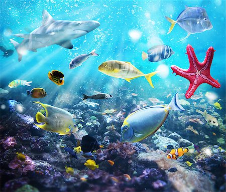 exotic underwater - Colourful fish and marine vegetation undersea with sunray Stock Photo - Budget Royalty-Free & Subscription, Code: 400-08705602