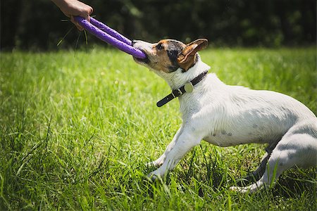 simsearch:400-06570159,k - man playing with small dog breeds Jack Russell Terrier in a bright ring on the grass on a summer day Photographie de stock - Aubaine LD & Abonnement, Code: 400-08705643