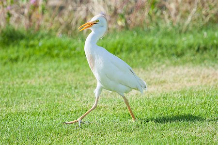 Cattle egret bubulcus ibis walking on grass in rural garden Stockbilder - Microstock & Abonnement, Bildnummer: 400-08705944