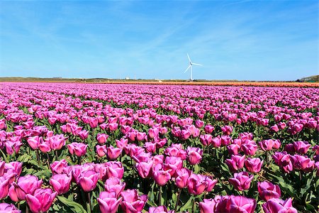 Purple tulip field in The Netherlands. in the background a windmill under a beautiful blue sky. Stock Photo - Budget Royalty-Free & Subscription, Code: 400-08706143