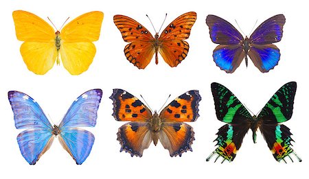 set of multicolored tropical flying batterflies isolated over white background Stock Photo - Budget Royalty-Free & Subscription, Code: 400-08706313