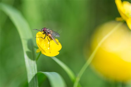 simsearch:400-08706648,k - Fly on Buttercup Flower Close up. Foto de stock - Royalty-Free Super Valor e Assinatura, Número: 400-08706371