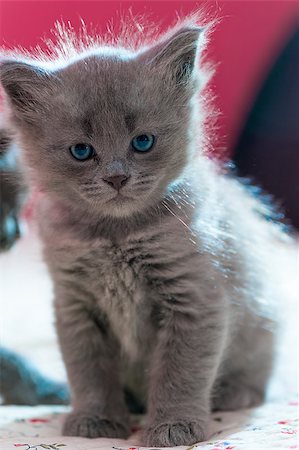 simsearch:400-04789525,k - beautiful fluffy gray kitten looking at the camera Stock Photo - Budget Royalty-Free & Subscription, Code: 400-08706817