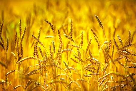 simsearch:862-08718896,k - Wheat field. Ears of golden wheat close up. Beautiful Nature Sunset Landscape. Rural Scenery under Shining Sunlight. Background of ripening ears of meadow wheat field. Rich harvest Concept Stock Photo - Budget Royalty-Free & Subscription, Code: 400-08706953