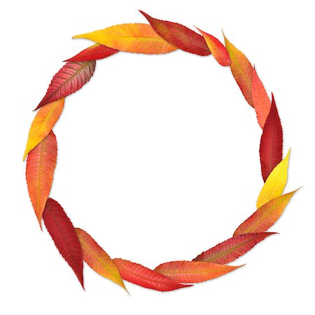 studio023 (artist) - Simple circular frame from colored autumn leaves Stockbilder - Microstock & Abonnement, Bildnummer: 400-08707363