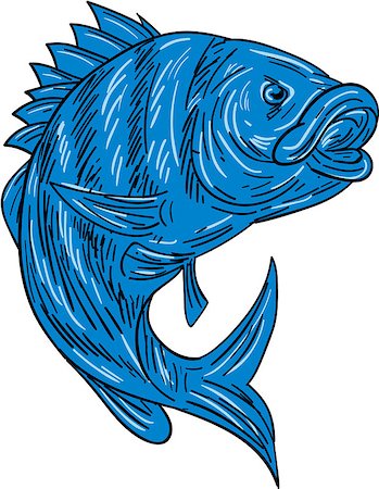 simsearch:400-08917363,k - Drawing sketch style illustration of a sheepshead (Archosargus probatocephalus) a marine fish set on isolated white background. Stock Photo - Budget Royalty-Free & Subscription, Code: 400-08707977
