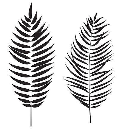 single coconut tree picture - Palm Tree Leaf  Silhouette Isolated on White Background Vector Illustration EPS10 Stock Photo - Budget Royalty-Free & Subscription, Code: 400-08708364