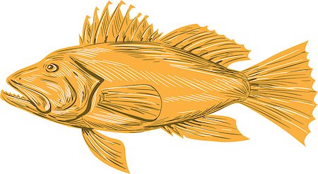 simsearch:400-08916977,k - Drawing sketch style illustration of a Black sea bass or Centropristis striata, an exclusively marine grouper viewed from the side set on isolated white background. Stock Photo - Budget Royalty-Free & Subscription, Code: 400-08708668