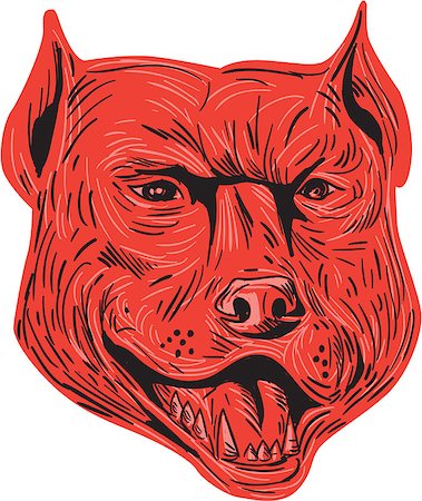 simsearch:400-08627495,k - Drawing sketch style illustration of an angry pitbull dog mongrel head facing front set on isolated white background. Stock Photo - Budget Royalty-Free & Subscription, Code: 400-08708673