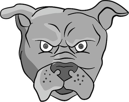 simsearch:400-08627495,k - Illustration of an angry bulldog head facing front set on isolated white background done in cartoon style. Stock Photo - Budget Royalty-Free & Subscription, Code: 400-08708737