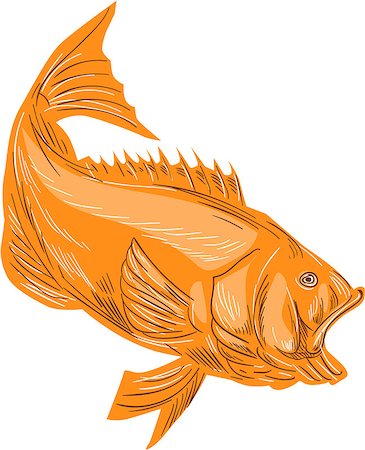 simsearch:400-08917363,k - Drawing sketch style illustration of a largemouth bass fish diving viewed from the side set on isolated white background. Stock Photo - Budget Royalty-Free & Subscription, Code: 400-08708770