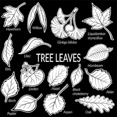 Set of Nature Pictograms, Tree Leaves, Oak, Willow, Liquidambar, Hawthorn, Poplar, Aspen, Hazel, Ginkgo Biloba, Elm, Birch, Alder, Linden, Hornbeam, Chokeberry and Lilac. White on Black. Vector Stockbilder - Microstock & Abonnement, Bildnummer: 400-08708880