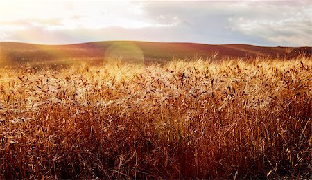 Beautiful landscape of golden dry wheat field in bright sunny day, amazing nature of countryside, autumn harvest season in Tuscany, Italy, Europe Stock Photo - Budget Royalty-Free & Subscription, Code: 400-08709789