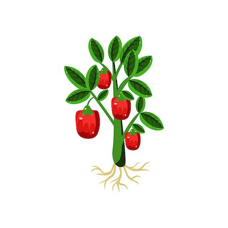 red pepper drawing - Fresh Sweet Pepper Primitive Realistic Illustration. Flat Bright Color Vector Icon Isolated On White Background. Stock Photo - Budget Royalty-Free & Subscription, Code: 400-08710959