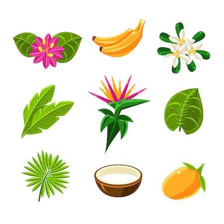 Tropical Plants And Fruits Set In Simple Realistic Cartoon Flat Vector Design Isolated On White Background Stock Photo - Budget Royalty-Free & Subscription, Code: 400-08710989