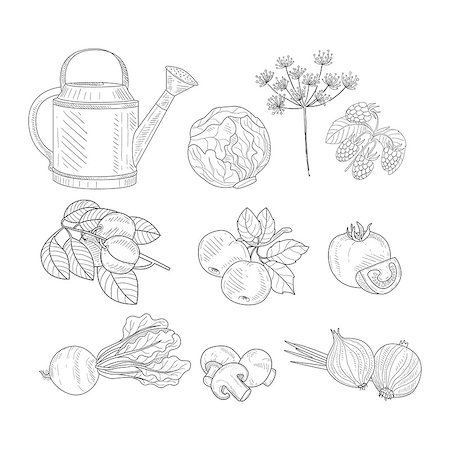 Farm Product Clipart Elements Hand Drawn Realistic Detailed Sketch In Classy Simple Pencil Style On White Background Stock Photo - Budget Royalty-Free & Subscription, Code: 400-08711065
