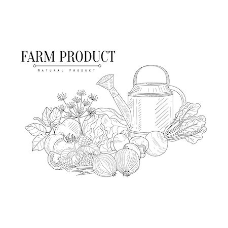 Fresh Farm Food And Watering Can Hand Drawn Realistic Detailed Sketch In Classy Simple Pencil Style On White Background Stock Photo - Budget Royalty-Free & Subscription, Code: 400-08711067