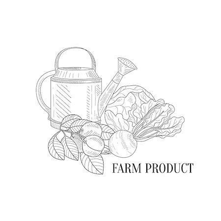 pic of cabbage for drawing - Farm Vegetables Hand Drawn Realistic Detailed Sketch In Classy Simple Pencil Style On White Background Stock Photo - Budget Royalty-Free & Subscription, Code: 400-08711063