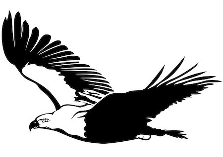 drawing eagle clipart - Black and White Flying Eagle - Outline Illustration, Vector Stock Photo - Budget Royalty-Free & Subscription, Code: 400-08711982