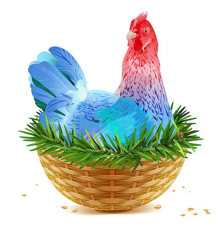 simsearch:400-07047642,k - Blue Christmas chicken laying hen symbol of 2017 sits in basket nest on spruce branch. Isolated on white vector cartoon illustration Stock Photo - Budget Royalty-Free & Subscription, Code: 400-08713279
