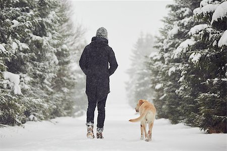 Man walking with his yellow labrador retriever in winter landscape Foto de stock - Royalty-Free Super Valor e Assinatura, Número: 400-08729947