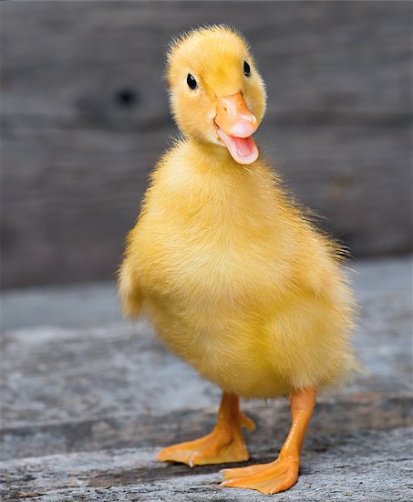 Cute little newborn duckling standing on wood. Newly hatched duckling on a chicken farm. Stock Photo - Royalty-Free, Artist: fotostok_pdv, Image code: 400-08729978