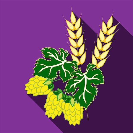 Fruit hops and ears of barley on a purple background with long shadow. The symbols of the Oktoberfest. The image in the style of flat. Stock Photo - Budget Royalty-Free & Subscription, Code: 400-08729986