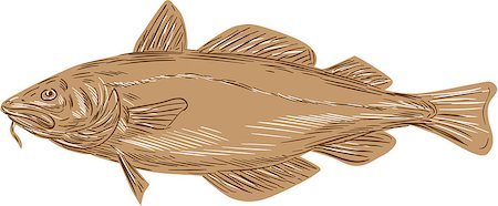 Drawing sketch style illustration of an Atlantic cod, or Gadus morhua, a benthopelagic fish of the family Gadidae, also commercially known as cod or codling viewed from the side set on isolated white background. Stock Photo - Budget Royalty-Free & Subscription, Code: 400-08734320