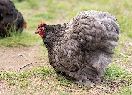 Live organic free range bantam chickens forage for food Stock Photo - Budget Royalty-Free & Subscription, Code: 400-08734416