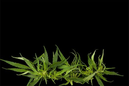 Cannabis background with copy space. Marijuana leaves and buds on black background top view. Alternative medicine. Stockbilder - Microstock & Abonnement, Bildnummer: 400-08734473