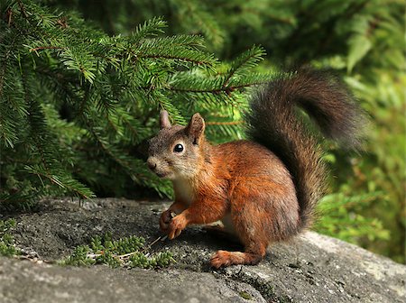 simsearch:400-07817825,k - Cute red squirrel under a spruce branch in green forest Stock Photo - Budget Royalty-Free & Subscription, Code: 400-08734674
