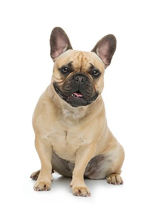 dog with ears - Portrait of beautiful young French buldog girl dog. Isolated over white background. Studio shot. Copy space. Stock Photo - Budget Royalty-Free & Subscription, Code: 400-08735048