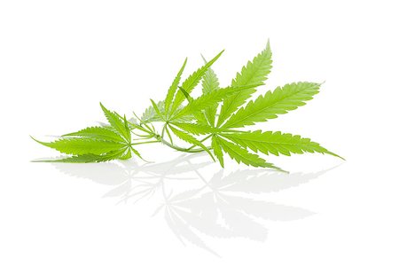 Cannabis foliage isolated on white background. Alternative medicine. Stockbilder - Microstock & Abonnement, Bildnummer: 400-08735082