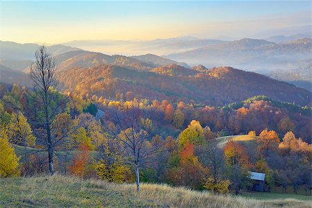 Colorful and foggy autumn forest Stock Photo - Budget Royalty-Free & Subscription, Code: 400-08735150