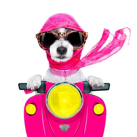 diverse families - motorcycle diva lady fancy  dog driving a motorbike with sunglasses isolated on white background Foto de stock - Super Valor sin royalties y Suscripción, Código: 400-08735205