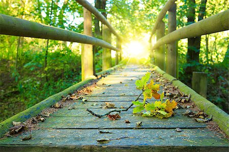 simsearch:400-05693840,k - Old bridge covered with yellow leaves .Colorful oak leaves. Stock Photo - Budget Royalty-Free & Subscription, Code: 400-08735209