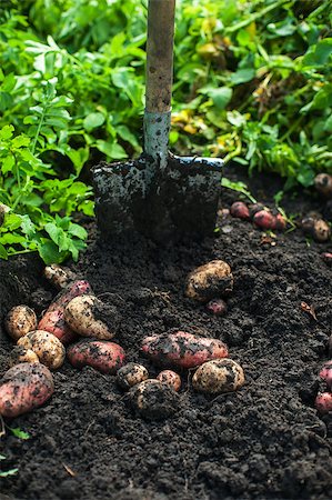 simsearch:400-06701002,k - Fresh harvesting potatoes on the ground Foto de stock - Super Valor sin royalties y Suscripción, Código: 400-08735222