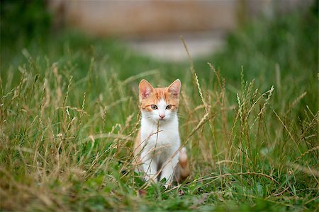 picture of cat sitting on plant - red-haired kitten sitting in the grass and looking directly towards Stock Photo - Budget Royalty-Free & Subscription, Code: 400-08735279