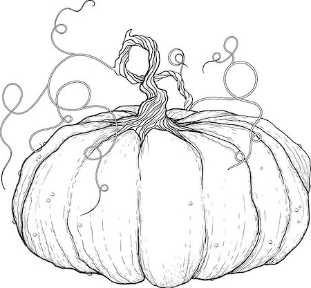 sharpner (artist) - black and white drawing of big pumpkin with tail isolated on white background Stockbilder - Microstock & Abonnement, Bildnummer: 400-08735284