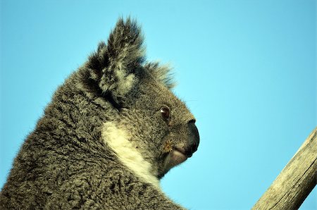 simsearch:400-04274699,k - close up of Australian Koala (Phascolarctos cinereus) sitting in a gum tree with blue sky background. Australia’s iconic marsupial mammal. Stock Photo - Budget Royalty-Free & Subscription, Code: 400-08735312